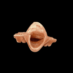 Aztec Death Whistle